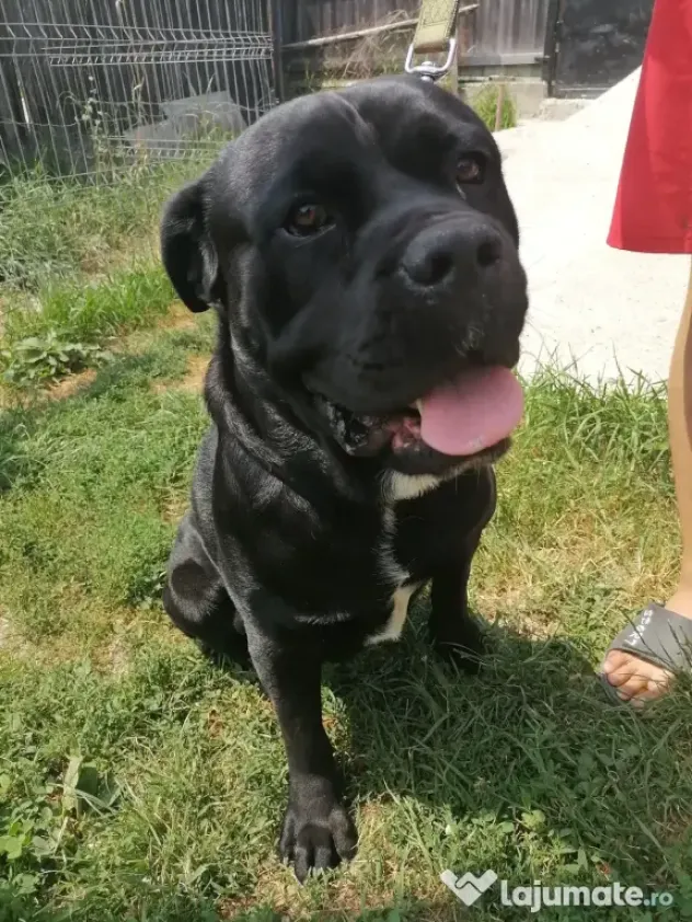 CANE CORSO femela