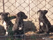Cane Corso Italian 