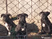 Cane Corso Italian 