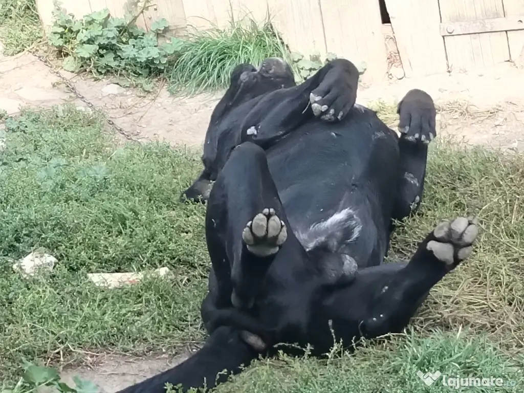 Cane Corso Italian