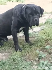 Cane Corso Italian