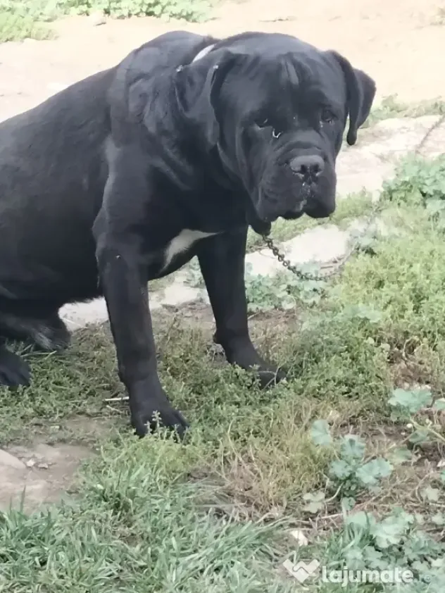 Cane Corso Italian