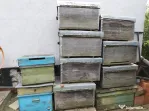 Vând 10 stupi orizontali