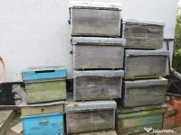 Vând 10 stupi orizontali