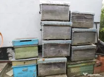 Vând 10 stupi orizontali