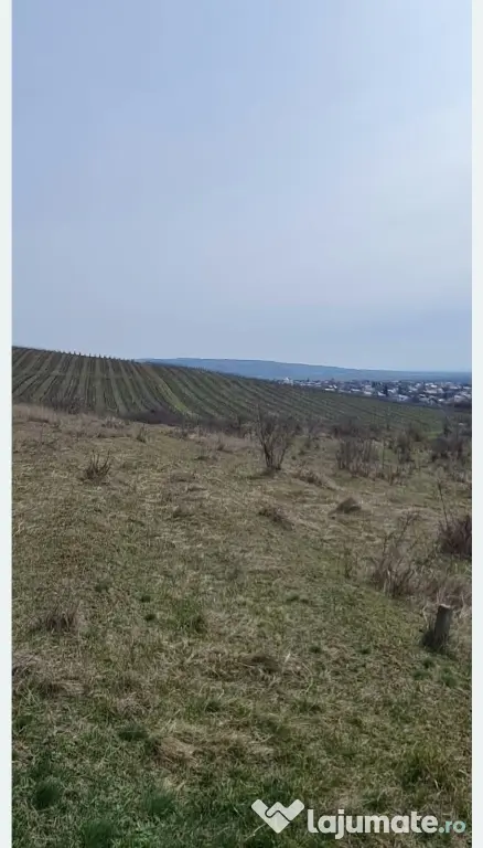 Teren viticol intravilan/extravilan 3,5 ha