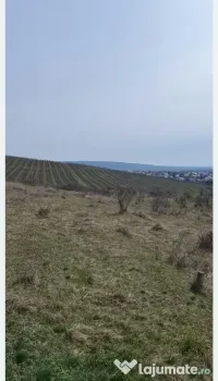 Teren viticol intravilan/extravilan 3,5 ha
