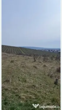 Teren viticol intravilan/extravilan 3,5 ha