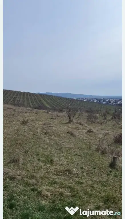 Teren viticol intravilan/extravilan 3,5 ha