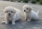 Bichoni maltez talie mica 