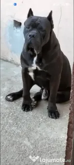 Mascul Cane Corso 5 ani adoptie