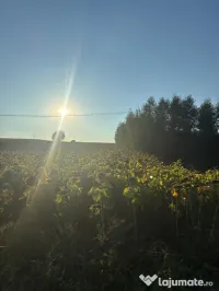 Teren 2600 mp Cumpărăturac(Bosanci)-26 ari,ușor negociabil 