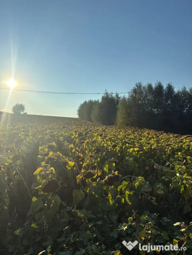 Teren 2600 mp Cumpărăturac(Bosanci)-26 ari,ușor negociabil