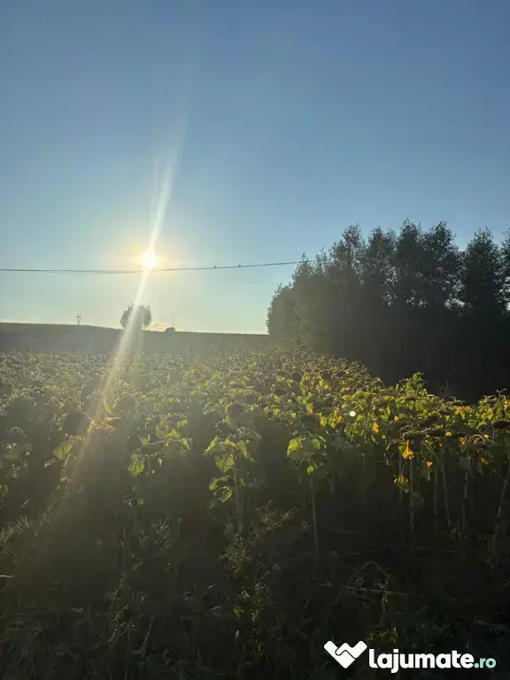 Teren 2600 mp Cumpărăturac(Bosanci)-26 ari,ușor negociabil