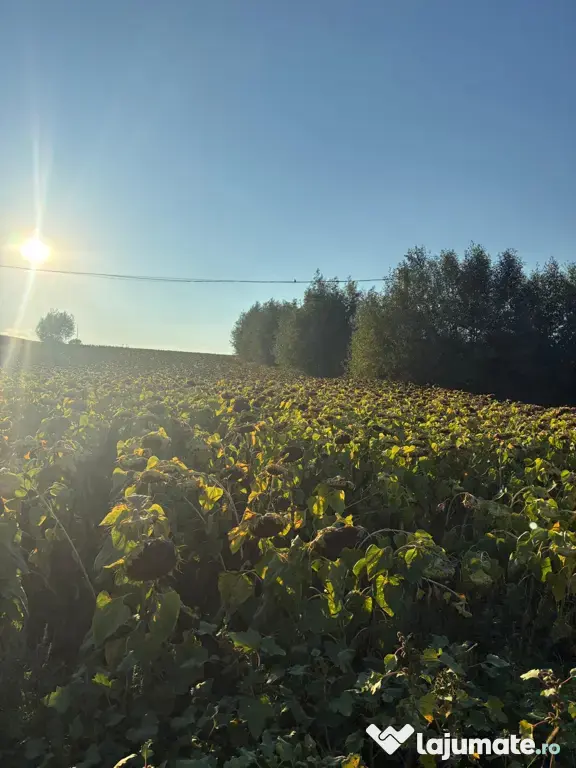 Teren 2600 mp Cumpărăturac(Bosanci)-26 ari,ușor negociabil