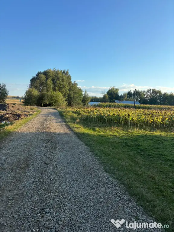 Teren 2600 mp Cumpărăturac(Bosanci)-26 ari,ușor negociabil