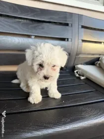 Vand bichon maltez