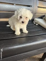 Vand bichon maltez 