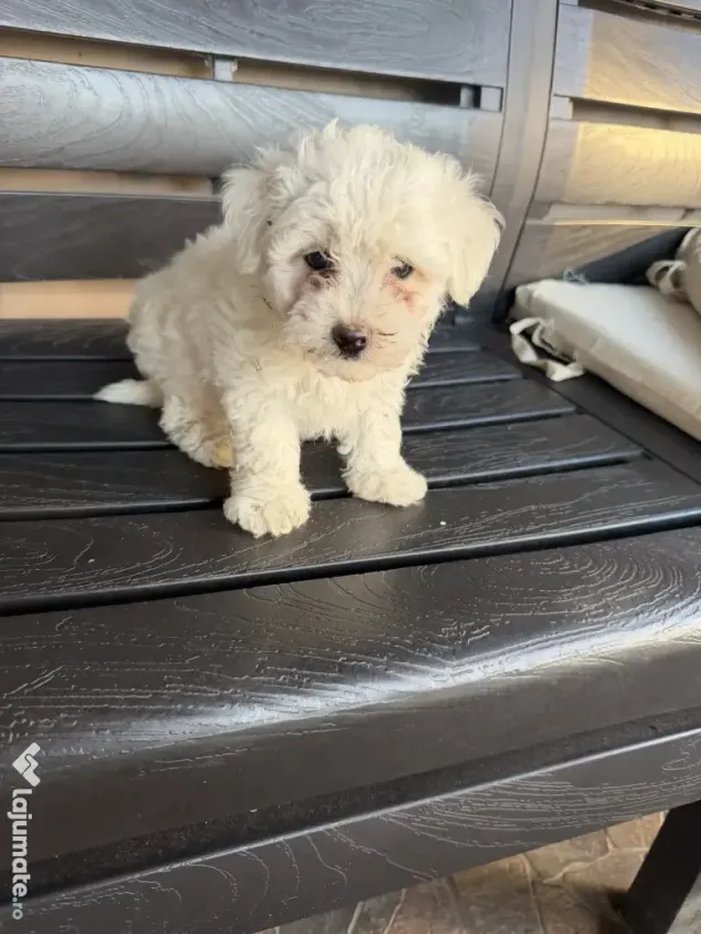 Vand bichon maltez