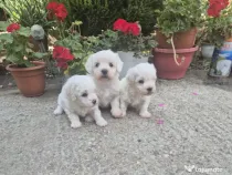 Bichon frise