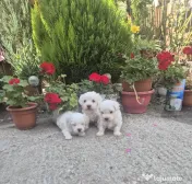Bichon frise 