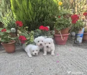 Bichon frise 