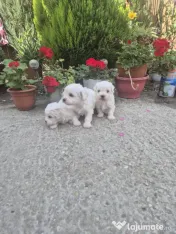 Bichon frise 