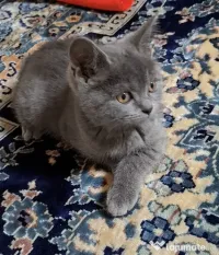 Pui british shorthair