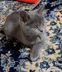 Pui british shorthair