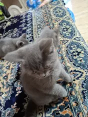Pui british shorthair 