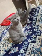 Pui british shorthair 