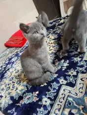 Pui british shorthair 