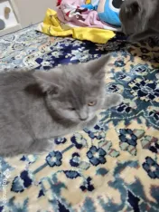 Pui british shorthair 