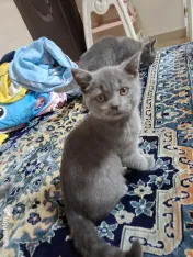 Pui british shorthair 