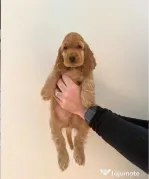 Cocker spaniel