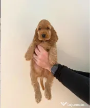 Cocker spaniel