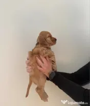 Cocker spaniel