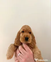 Cocker spaniel