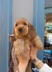 Cocker spaniel