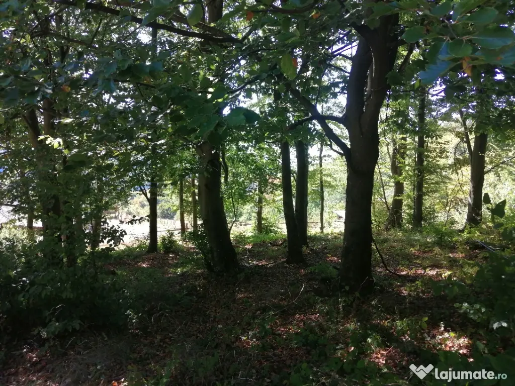 Vând pădure 36 ari cu poieniță în mijlocul ei de 5 ari