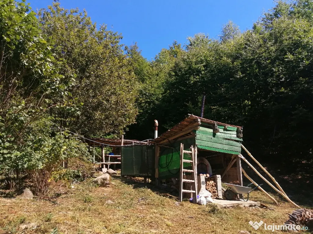 Vând pădure 36 ari cu poieniță în mijlocul ei de 5 ari