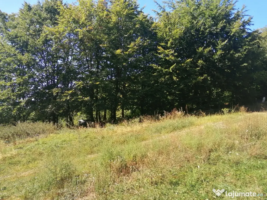 Vând pădure 36 ari cu poieniță în mijlocul ei de 5 ari