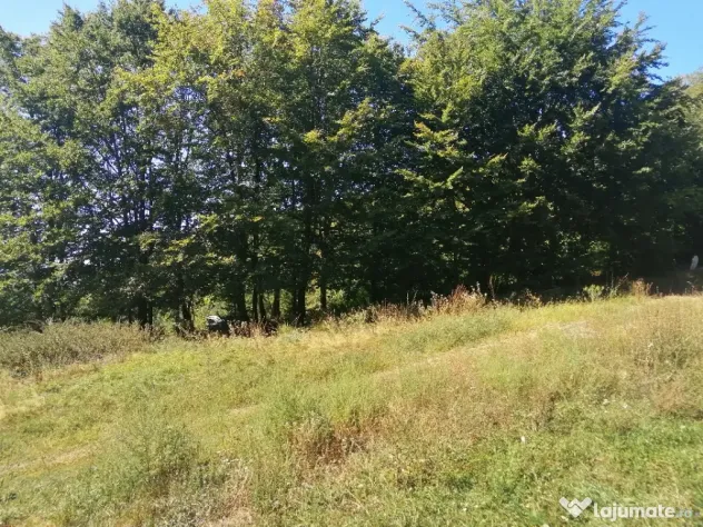 Vând pădure 36 ari cu poieniță în mijlocul ei de 5 ari