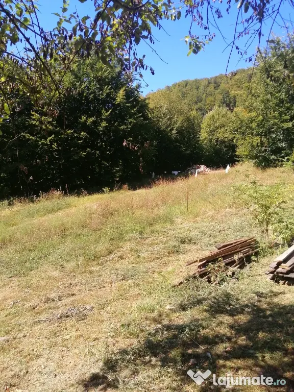 Vând pădure 36 ari cu poieniță în mijlocul ei de 5 ari