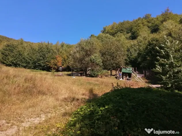 Vând pădure 36 ari cu poieniță în mijlocul ei de 5 ari