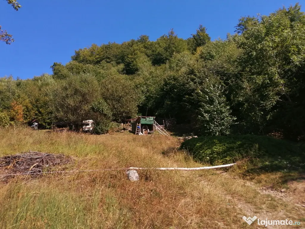 Vând pădure 36 ari cu poieniță în mijlocul ei de 5 ari