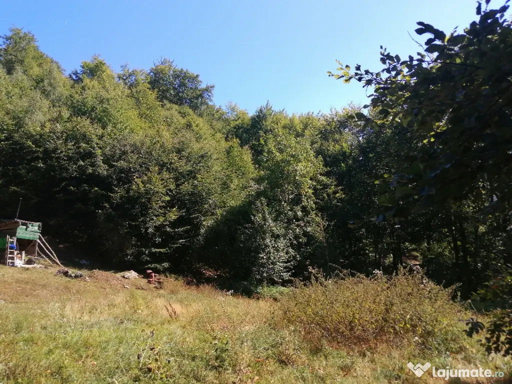 Vând pădure 36 ari cu poieniță în mijlocul ei de 5 ari