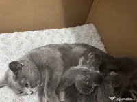 British Shorthair Femela nesterilizata 