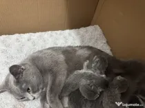 British Shorthair Femela nesterilizata