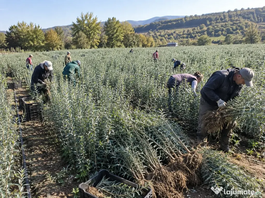 Puieți cătină soiul Cora – fructe aromate, plante viguroase